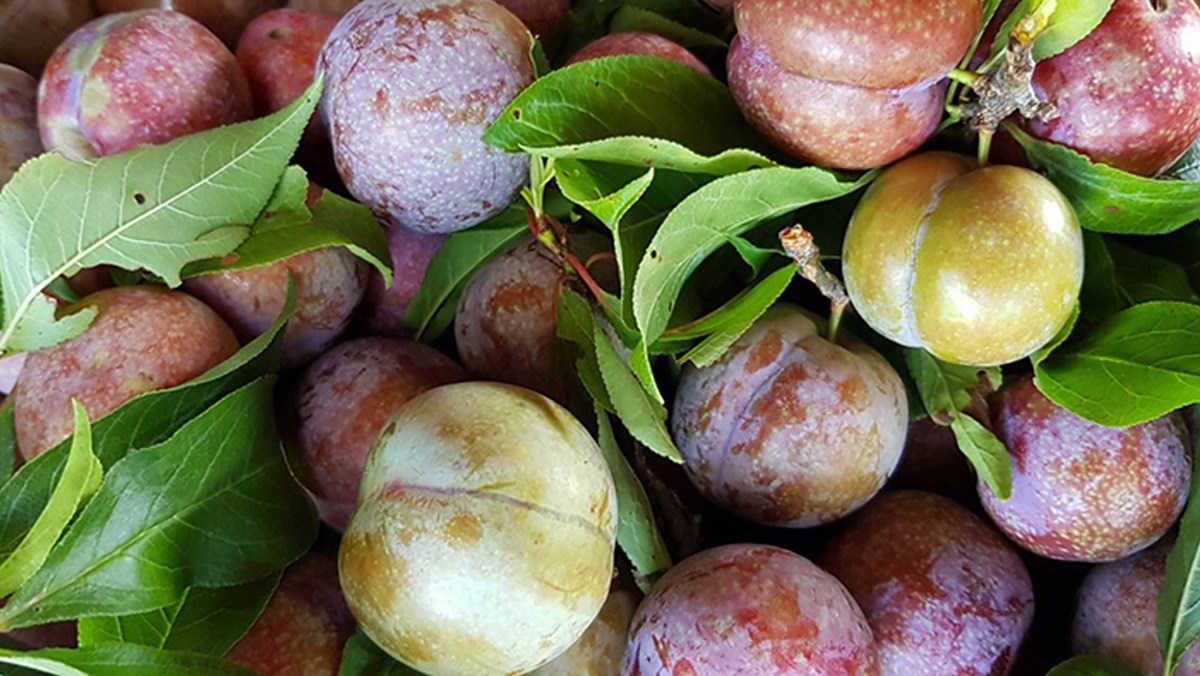 quả Roi ngày Tết